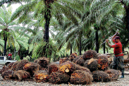 Leer mensaje completo: Usos cosméticos del aceite de palma