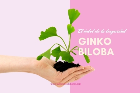 Leer mensaje completo: Ginko Biloba el árbol de la longevidad